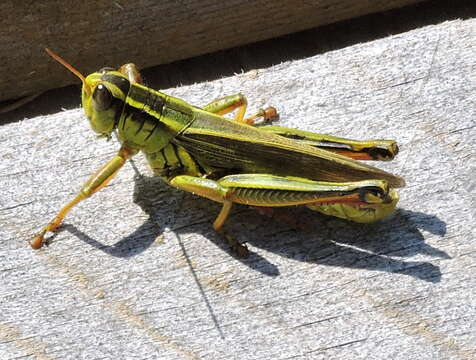 Melanoplus bivittatus (Say 1825)的圖片