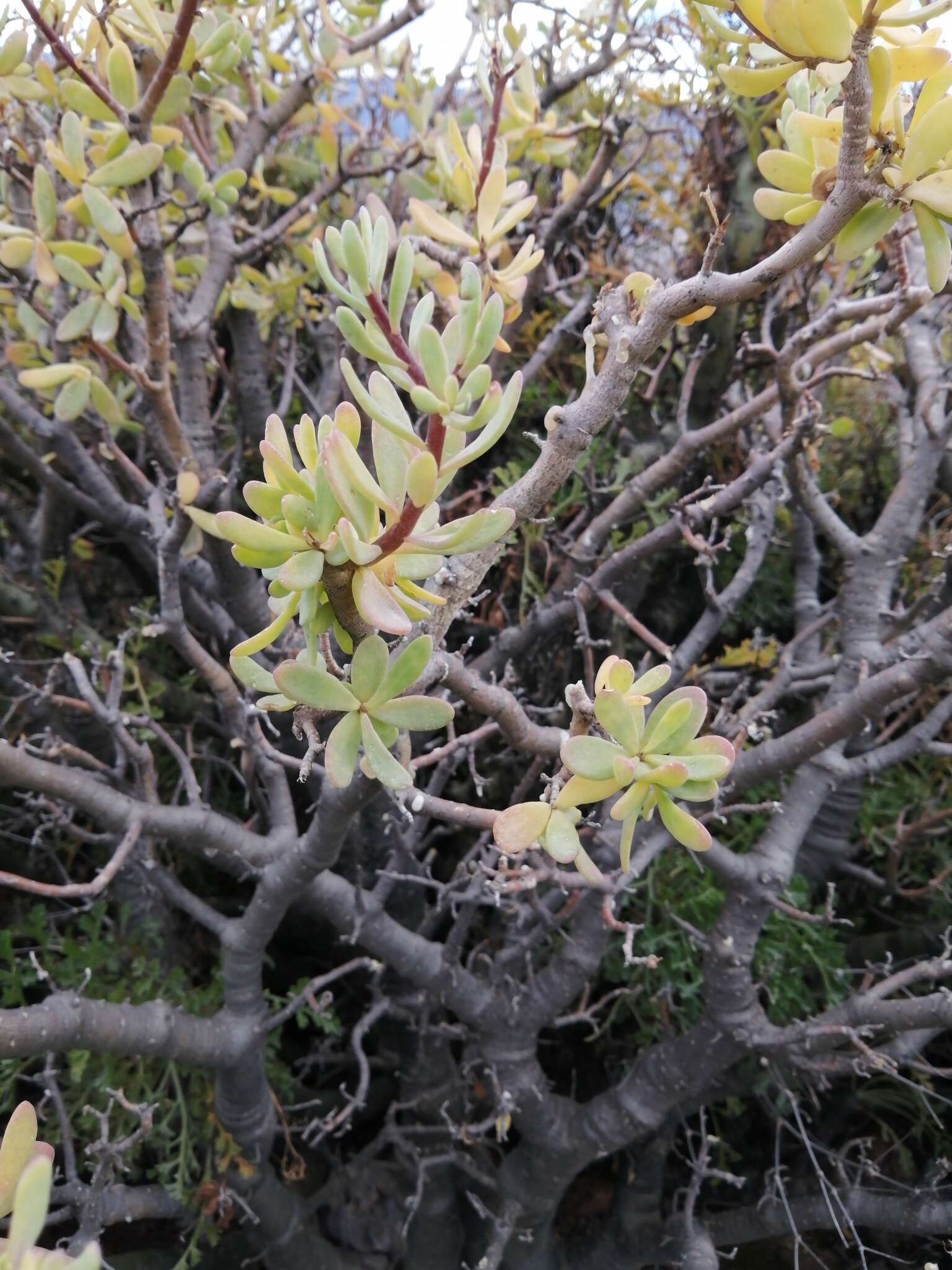 Image of Othonna arbuscula (Thunb.) Sch. Bip.