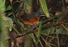 Image of Spot-winged Antbird