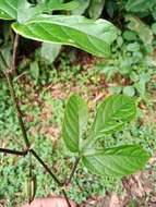 Image of Passiflora lobata (Killip) Hutch. ex J. M. Mac Dougal