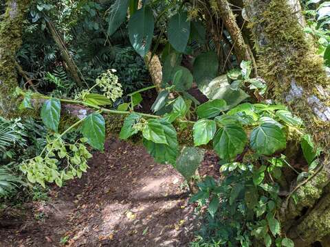 Image of Begonia glabra Aubl.