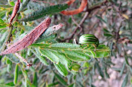 Image of Acacia aspera subsp. parviceps N. G. Walsh