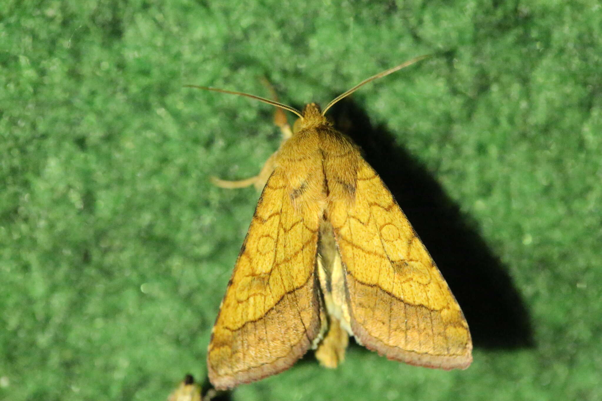 Image of bordered sallow