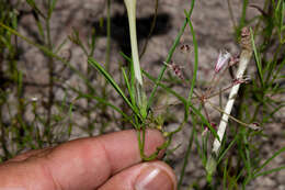 Image of spiderleaf