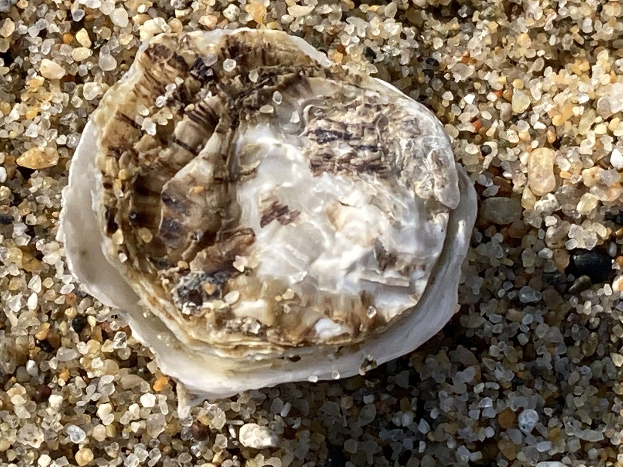 Image of Olympia oyster