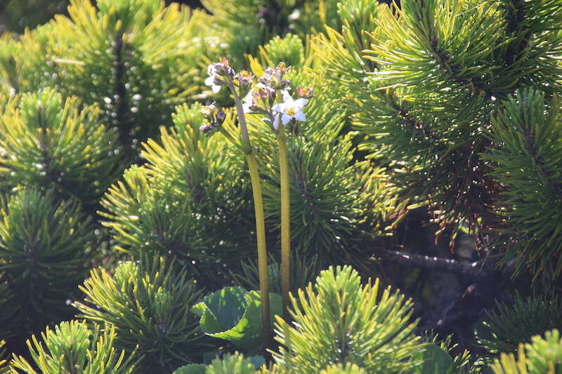 Image of Deer-Cabbage