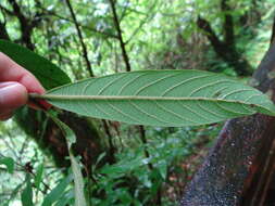 Image of Litsea elongata (Nees) Benth. & Hook. fil.