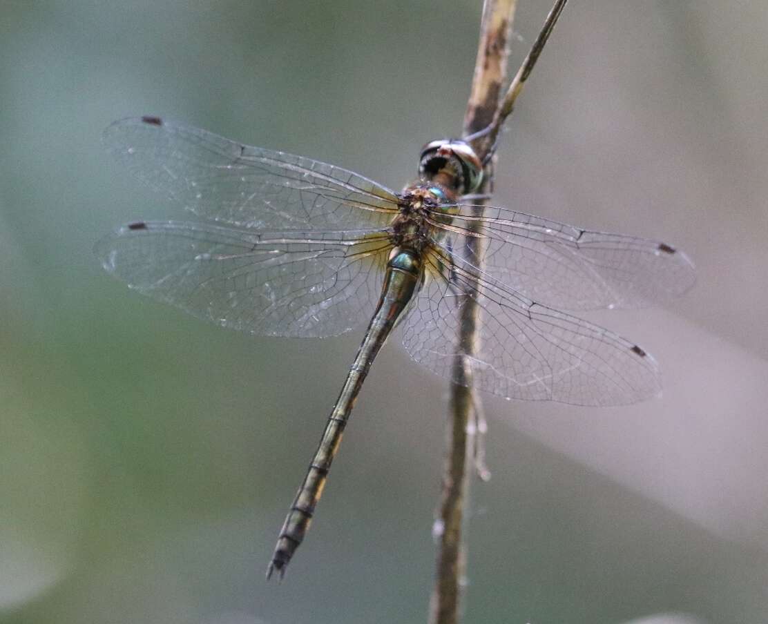 Image of Hemicordulia africana Dijkstra 2007