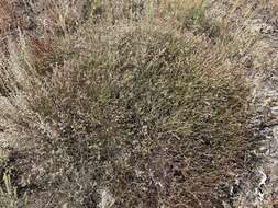 Image of spreading buckwheat