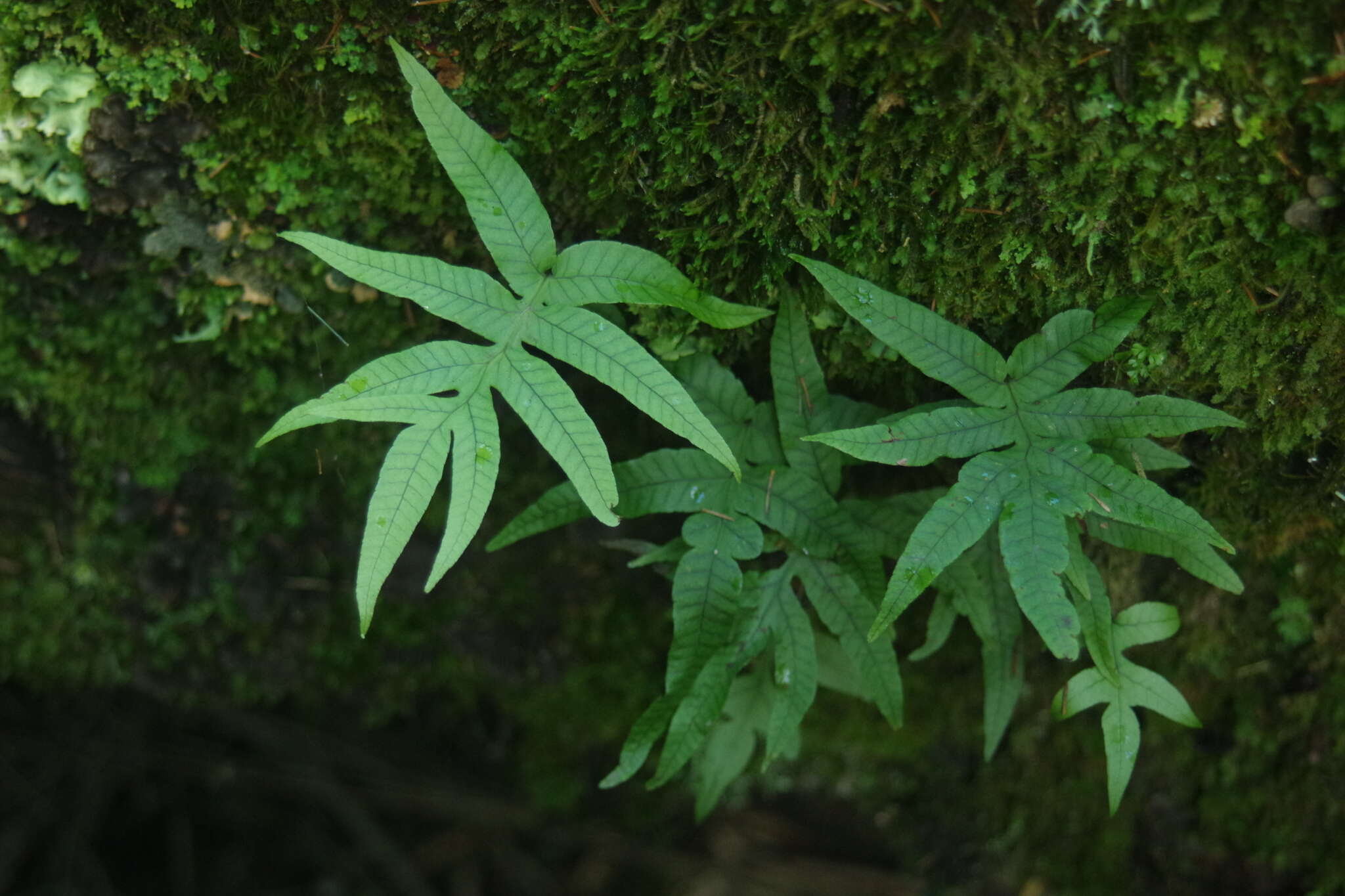 Image of Pichisermollodes quasidivaricata (Hayata) Fraser-Jenk.