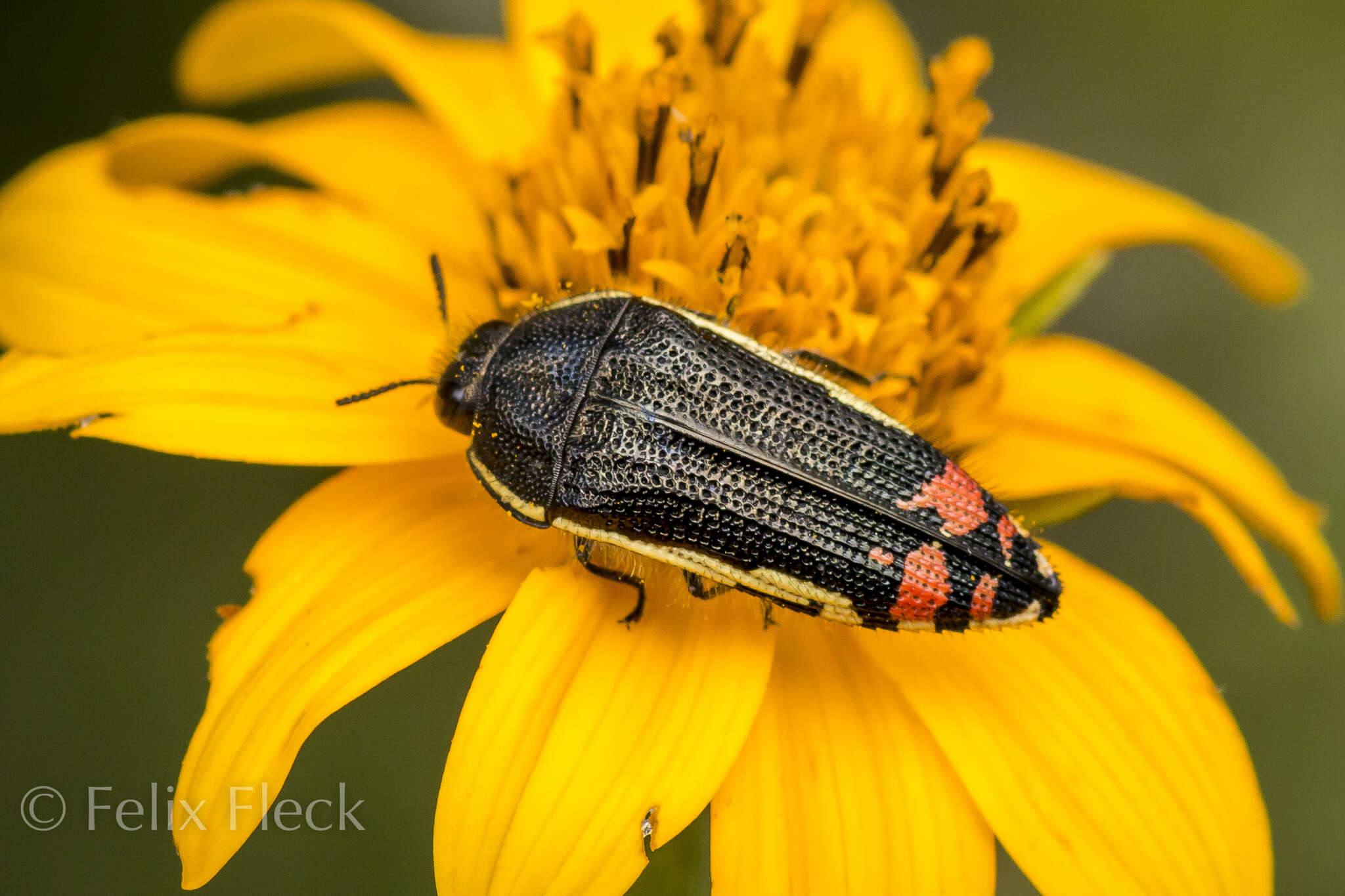 Imagem de Acmaeodera flavomarginata (Gray 1832)