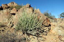 Image of Euphorbia dregeana E. Mey. ex Boiss.