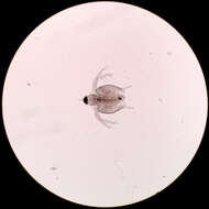 Image of meniscus waterflea