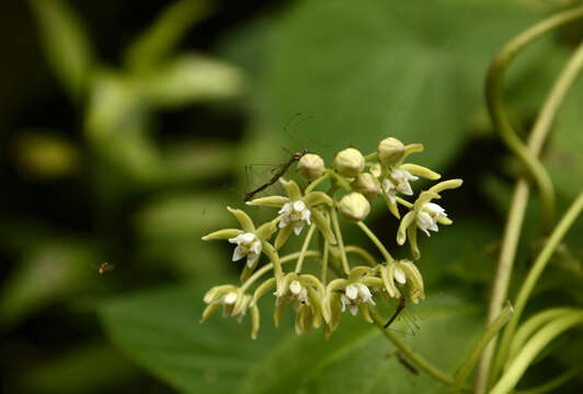 Imagem de Cynanchum auriculatum Royle ex Wight