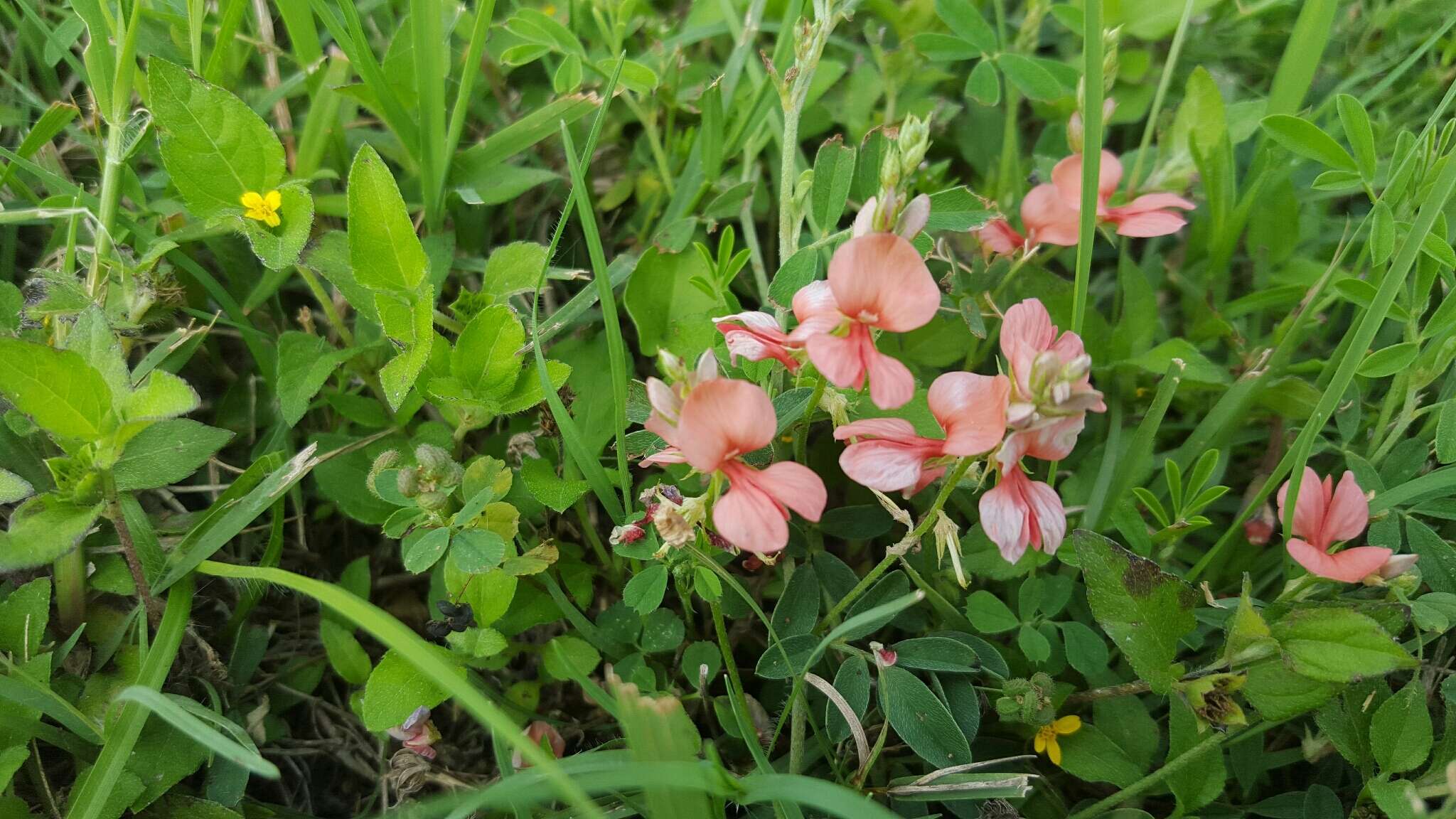 Imagem de Indigofera miniata Ortega