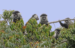 Colobus angolensis palliatus Peters 1868 resmi