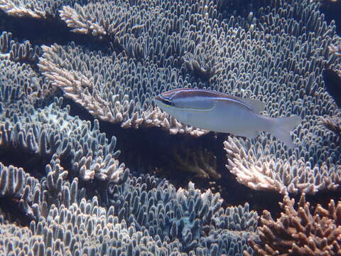 Image of Three-lined monocle bream