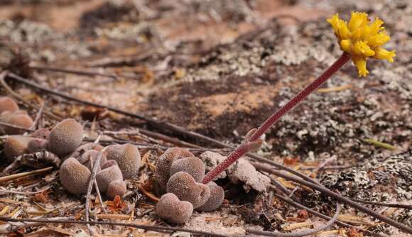 Image of Crassula namaquensis subsp. comptonii (Hutch. & Pillans) Tölken