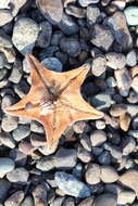 Image of Blue bat star