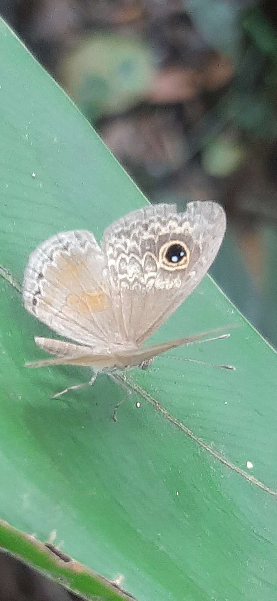 Perophthalma tullius Fabricius 1787 resmi