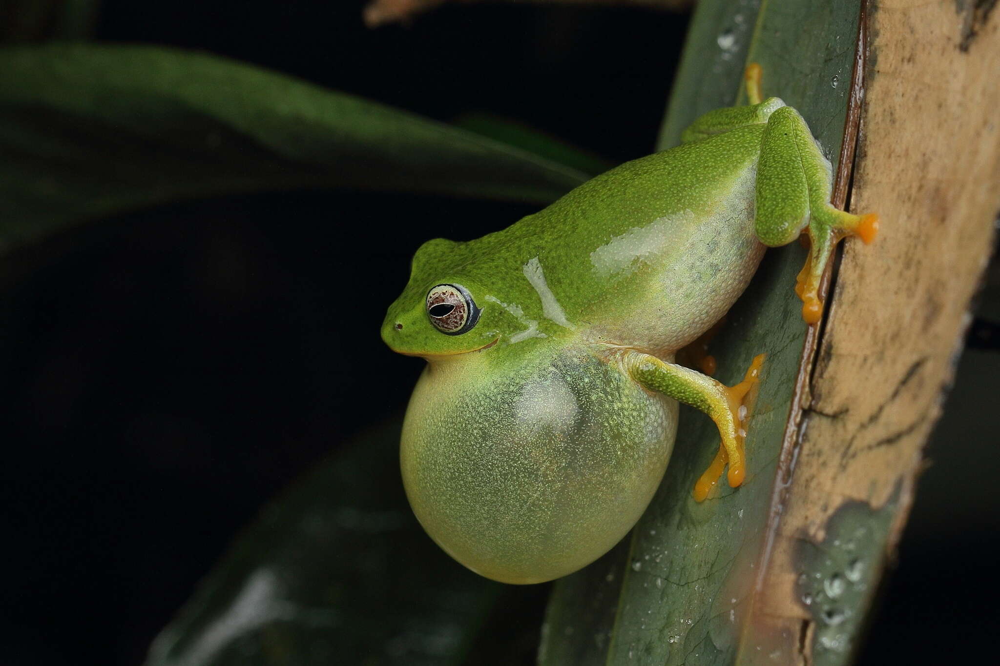 Image of Jayaram's bush frog