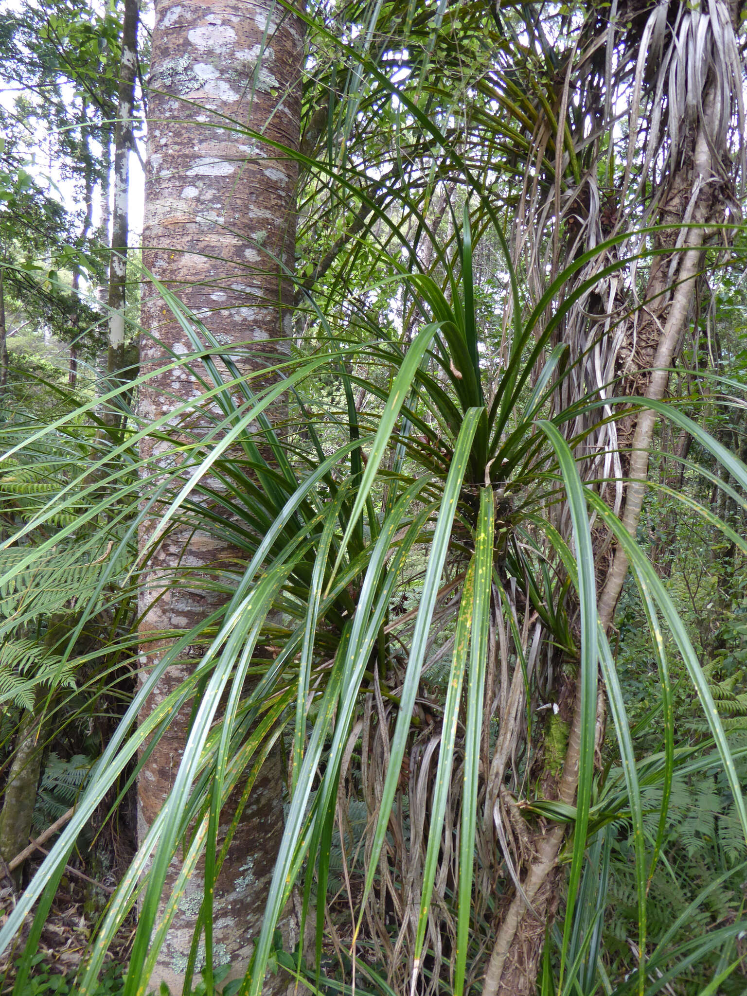 Freycinetia banksii A. Cunn. resmi