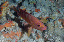 Image of Freckled Rock-cod