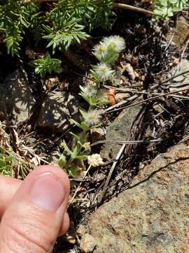 Image of Scott Mountain bedstraw