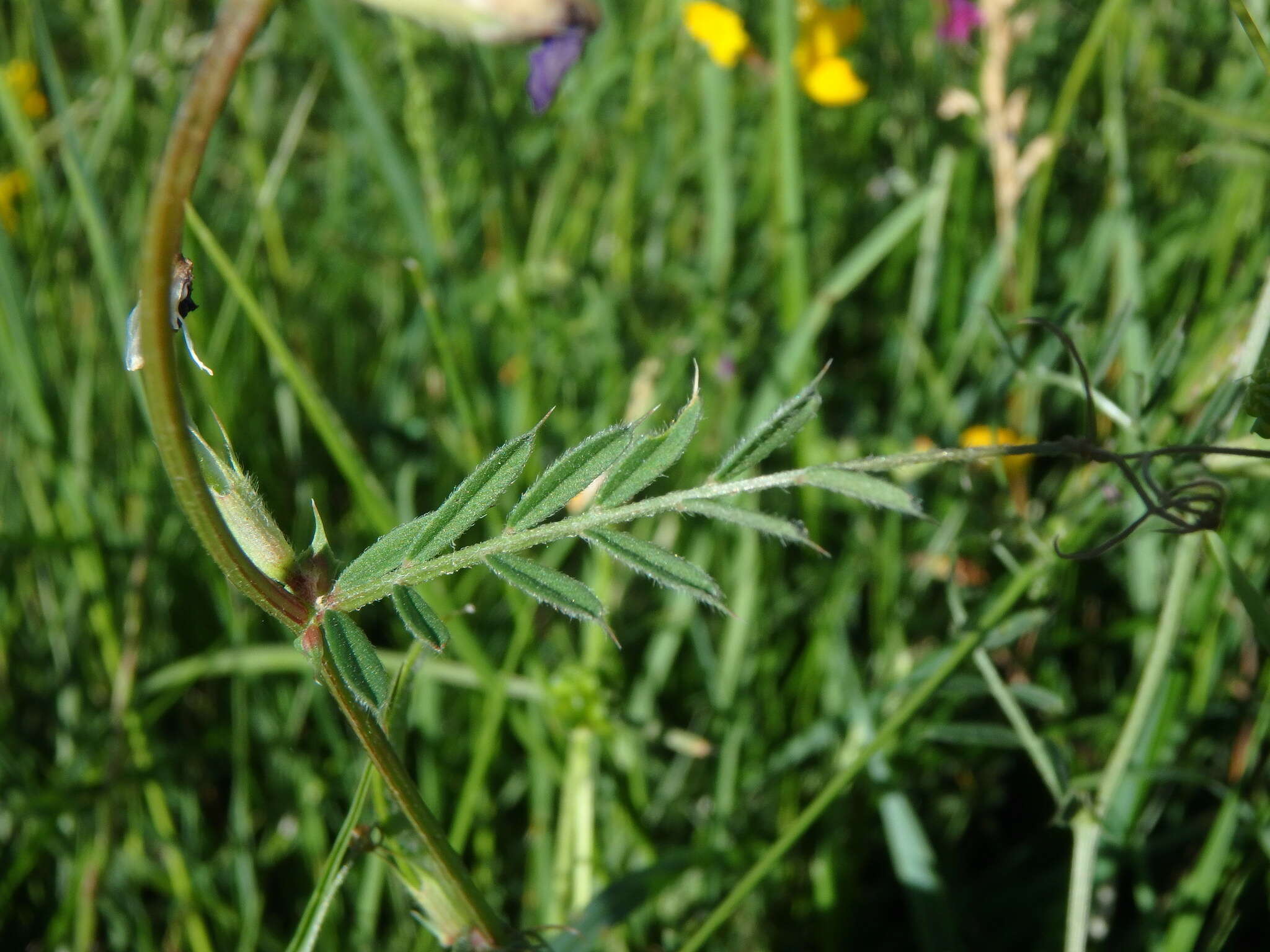 Image of garden vetch