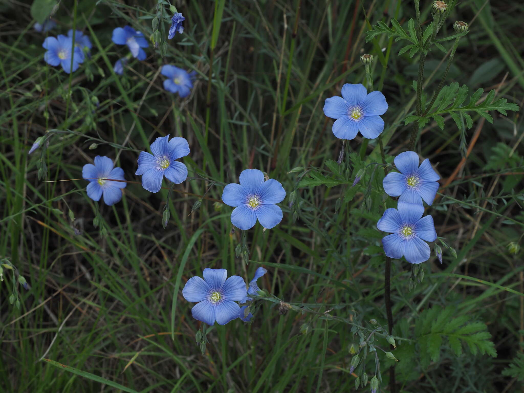 Image of Linum austriacum subsp. tommasinii (Rchb.) Greuter & Burdet