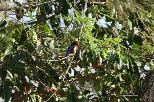 صورة Halcyon smyrnensis perpulchra Madarász 1904