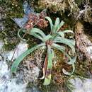 Image of Saxifraga callosa subsp. australis (Moric.) Pignatti