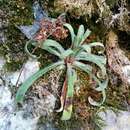 Sivun Saxifraga callosa subsp. australis (Moric.) Pignatti kuva