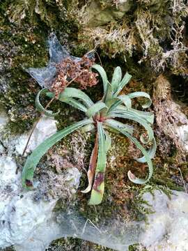 Image of Saxifraga callosa subsp. australis (Moric.) Pignatti