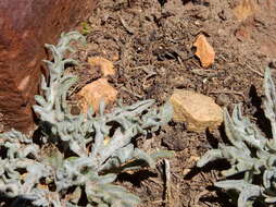 Leucheria candidissima Gill. & D. Don resmi