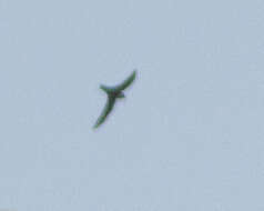 Image of American Black Swift