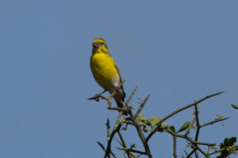 Image of White-bellied Canary