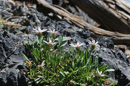 Eurybia kingii (D. C. Eaton) G. L. Nesom resmi