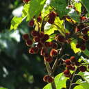 Image of Pink Tamarind