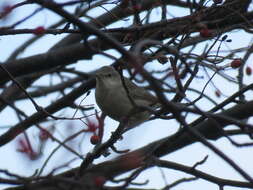 Image of Barred Warbler