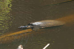 Image of Asiatic Softshell Turtle