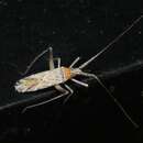 Phytocoris squamosus Knight 1934 resmi