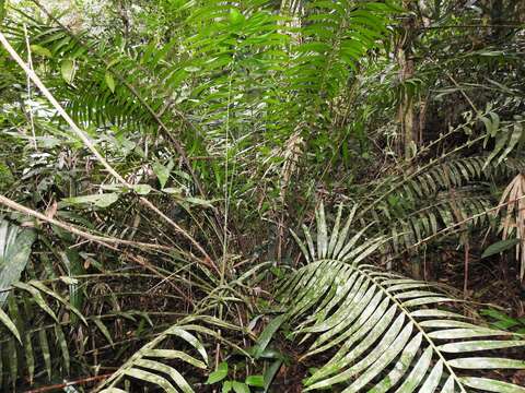 Image of Cycad