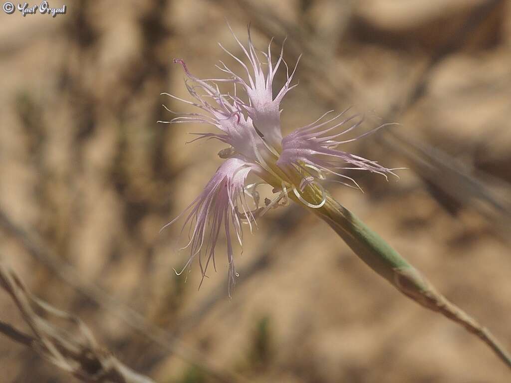 Image of Dianthus sinaicus Boiss.