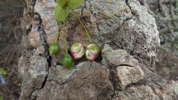 Image of Capparis rotundifolia Rottl.