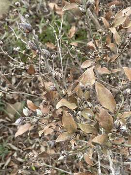 Lindera glauca (Sieb. & Zucc.) Bl. resmi