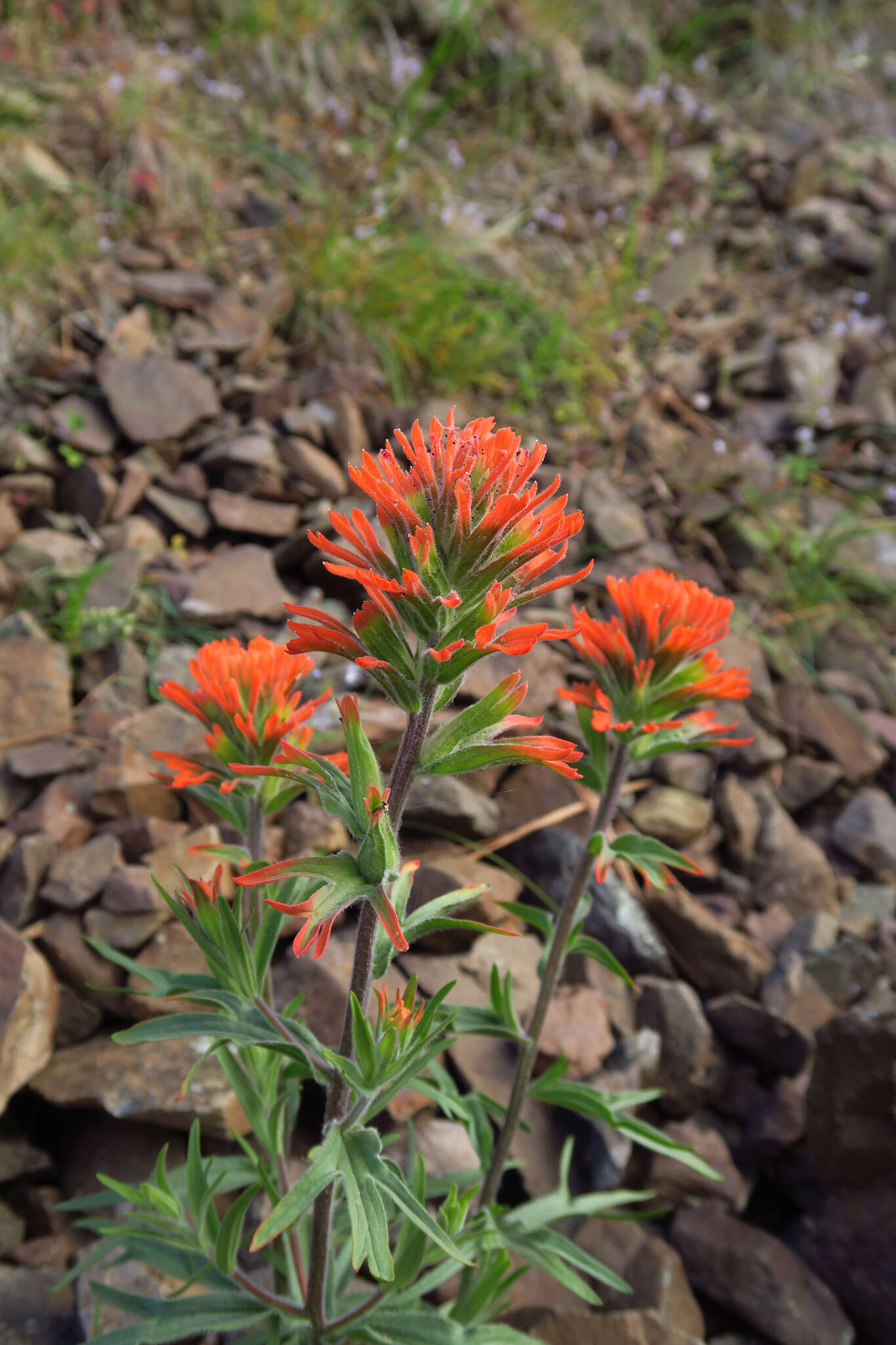 Image of acute Indian paintbrush