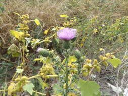 Plancia ëd Cirsium mexicanum DC.