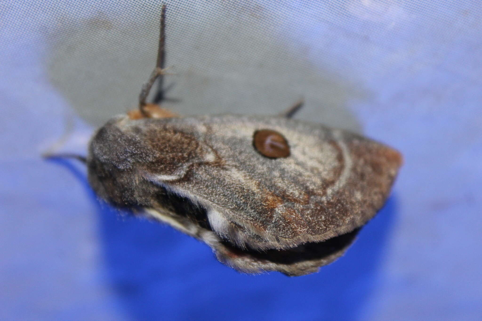 Image of Australian silkworm moths