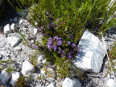 Image de Merciera azurea Schltr.